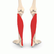 <p>origin: head and shaft of fibula and posterior surface of tibia </p><p>insertion: calcaneus via calcaneal tendon </p>