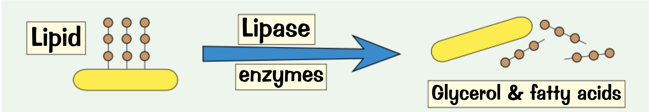 <p>glycerol and fatty acids</p>