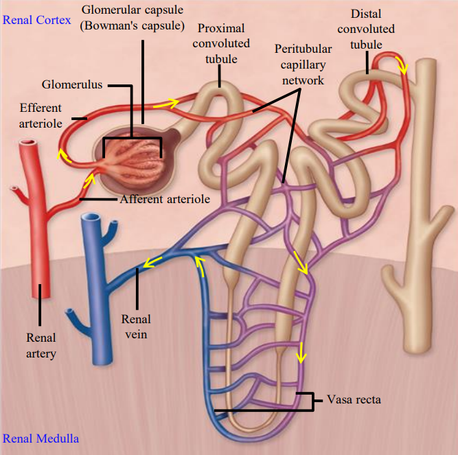 <ul><li><p>Efferent arteriole branches around to form a set of capillaries.</p></li><li><p>Found around the proximal convoluted tubules.</p></li><li><p>Fuse together to form the renal vein.</p></li></ul><p></p>