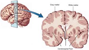 <p>regions of the nervous system containing cell bodies of neurons with few not no myelinated axons</p><ul><li><p>actually may be more pink or tan in color, but called gray in contrast to white matter</p></li></ul><p></p>