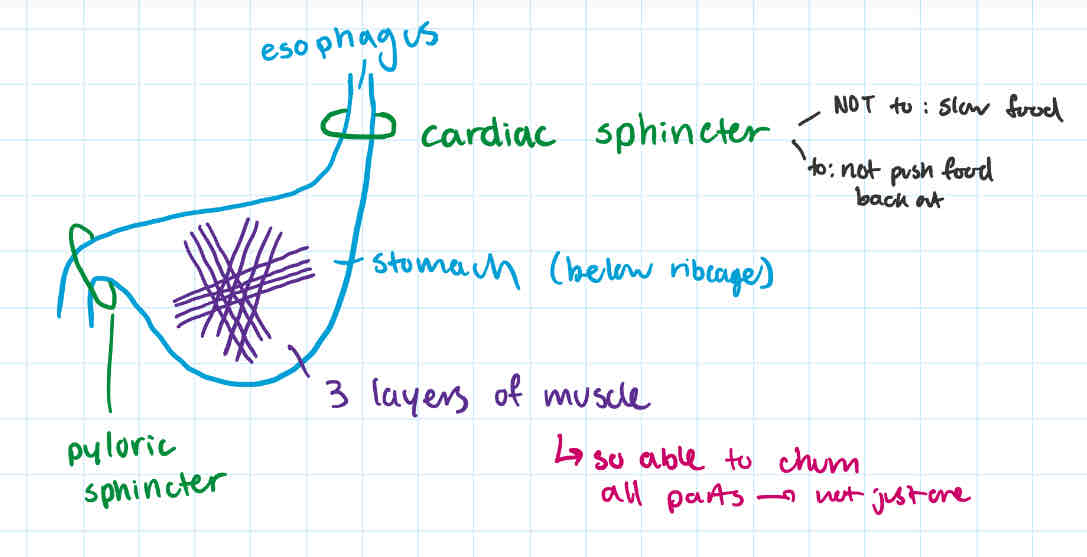 <p>-thick-walled</p><p>-J-shaped organ</p><p>-pH of 2 or 2.5 due to HCl</p><p>-acidic but won’t digest stomach because <u>mucus (forms a thick protective layer)</u></p><p>-has 3 layers of muscle, running in diff directions to churn + mix</p><p>-<strong>mechanical digestion</strong> → the <u>3 muscles to churn + mix </u><br>→ not break down polymers yet</p><p>-<strong>chemical digestion</strong> of <u>proteins</u> if bolus contains proteins</p><ul><li><p>if not protein, then no chem. digest. </p></li></ul><p></p><p>-order: after esophagus + cardiac sphincter; below ribcage</p>