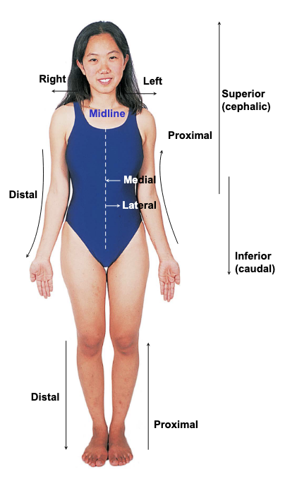 <p>Superior (Cephalic) & Inferior (Caudal) </p><p>toward or away from the head</p>