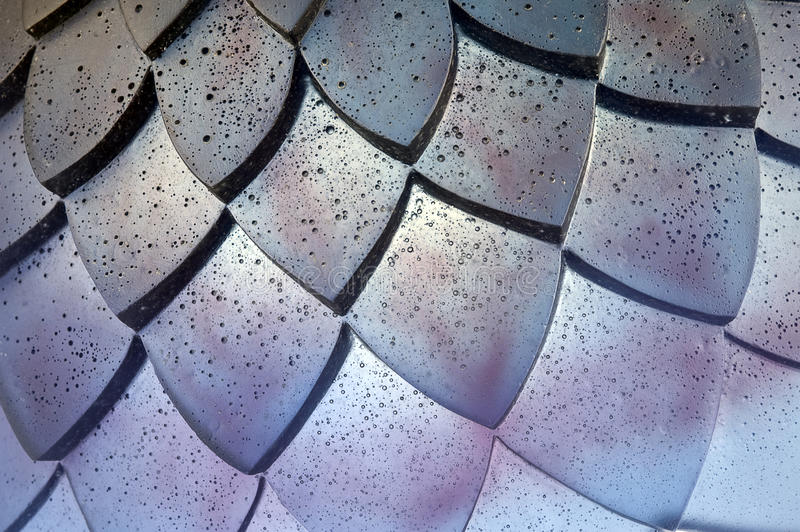 <p>(adj) resembling or covered in scales</p>