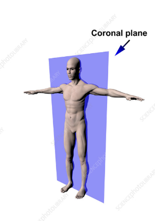 <p>splits vertically front (anterior) to back (posterior)</p>