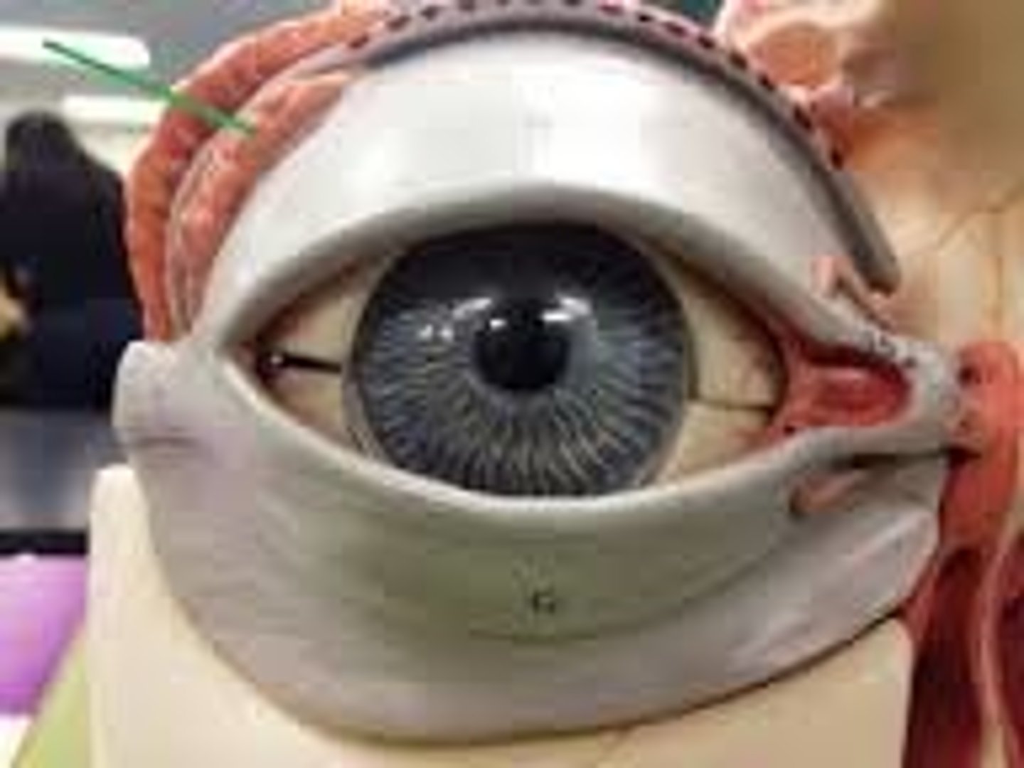 knowt flashcard image