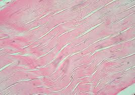 <p>Name the tissue</p>