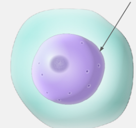 <p>double membrane that surrounds the nucleus, controls the passage of substances in/out of the nucleus</p>