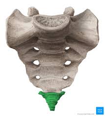 <p><span>below the sacrum</span></p>