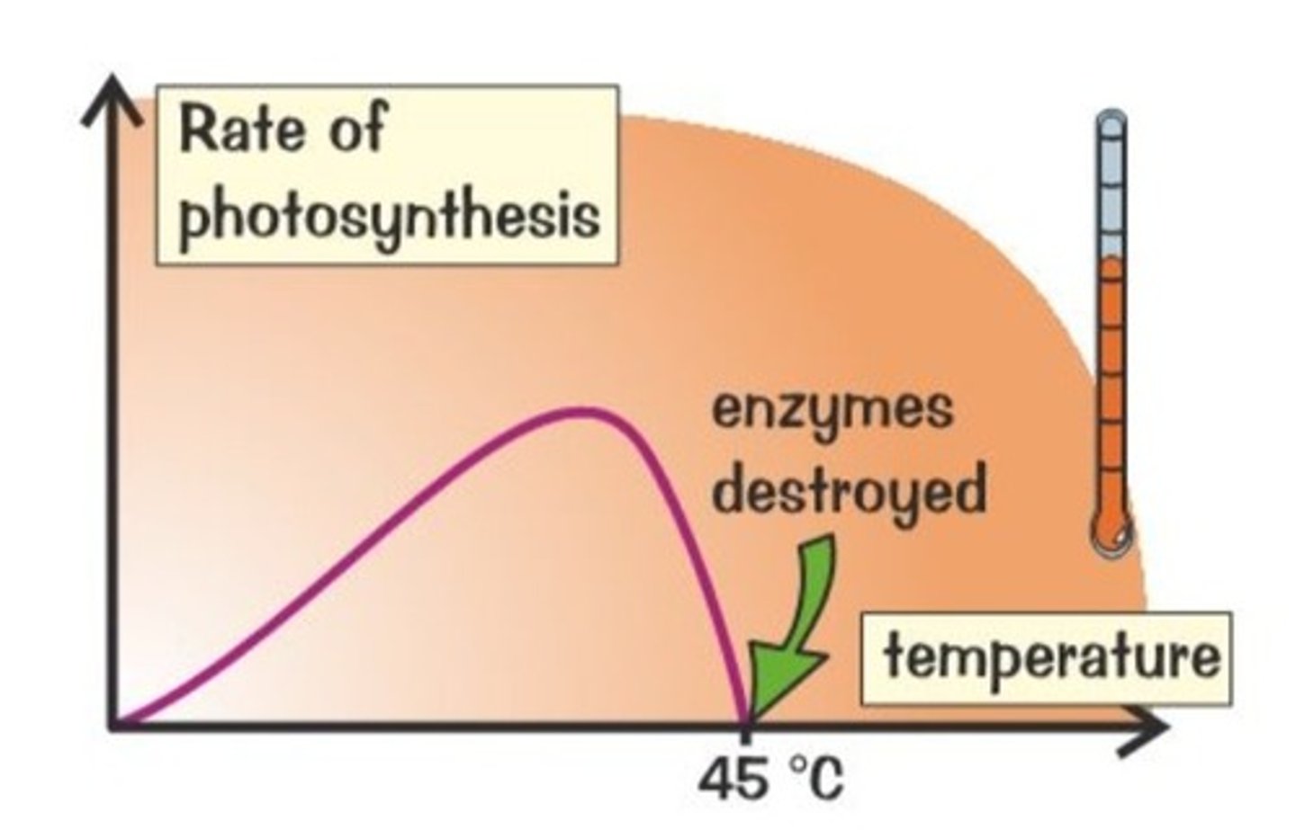 <p>1. increasing rate as increase in rate of collisions between substrates and enzymes increase</p><p>2. optimum temperature</p><p>3. rate starts to decrease as enzymes begin to denature</p>