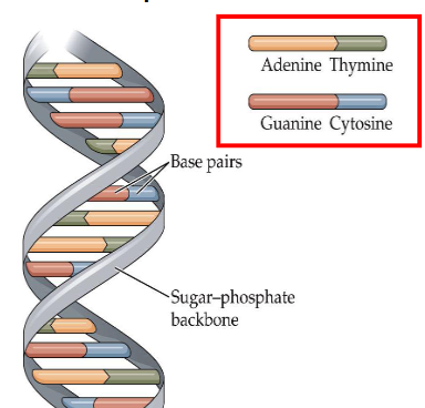 <ul><li><p>phosphate group, sugar, nitrogenous base </p></li><li><p>backbone: phosphate &amp; sugar </p></li><li><p>bases: adenine, cytosine, guanine, thymine </p></li></ul><p></p>