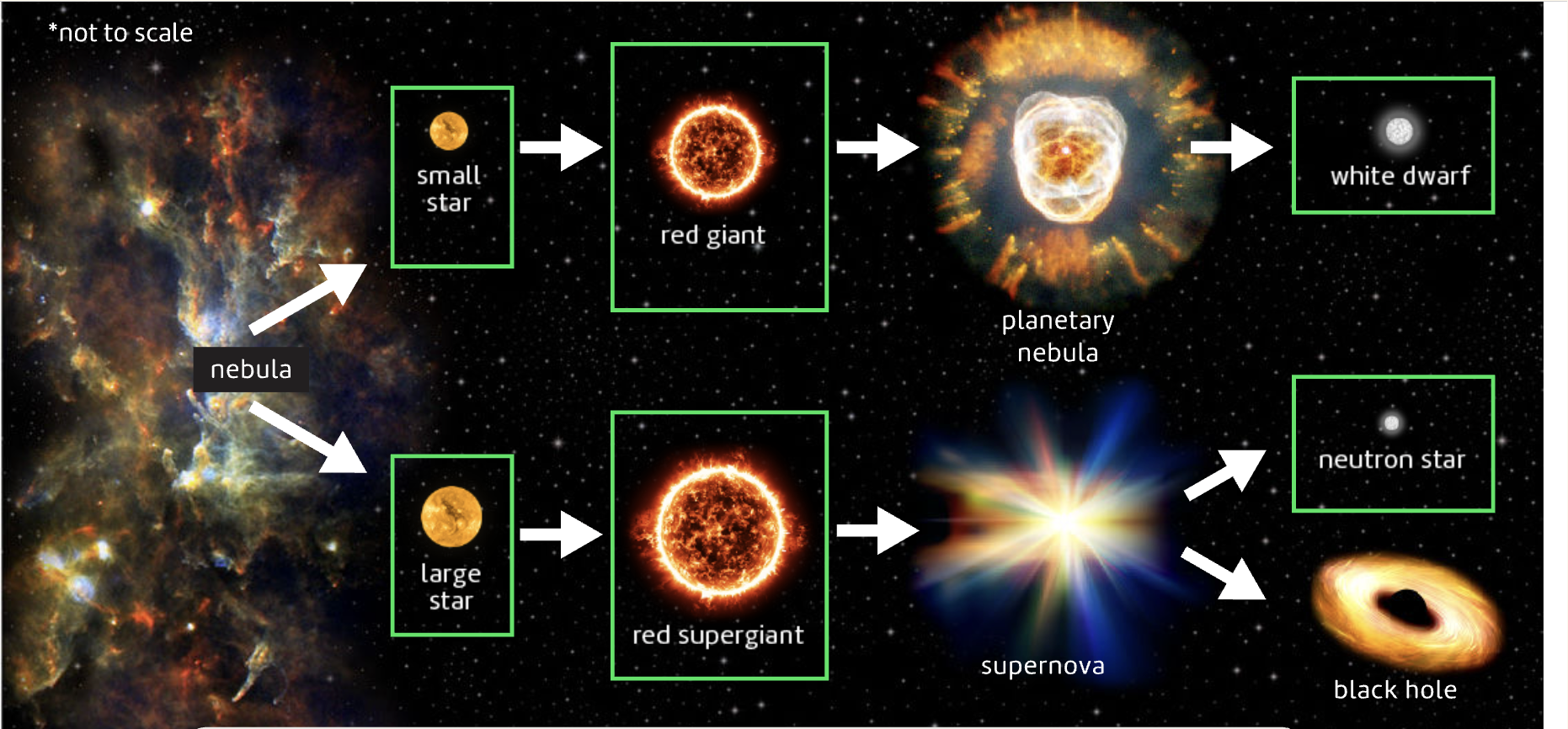 <ol><li><p>Forms a Red Supergiant by fusing helium into carbon and oxygen, and then progressively heavier elements up to iron. </p></li><li><p>Red supergiants eject most of their mass in catastrophic explosions, known as&nbsp;<strong>supernovas.</strong></p></li><li><p>Stars 8-20 times the mass of the sun leave behind a <strong>neutron star,</strong> the remains of the core of a large star, made up of densely packed neutrons.</p></li><li><p>Stars more than 20 times the mass of the sun leave behind a <strong>black hole</strong>, an object with gravity so strong that even light can't escape it!</p></li></ol>