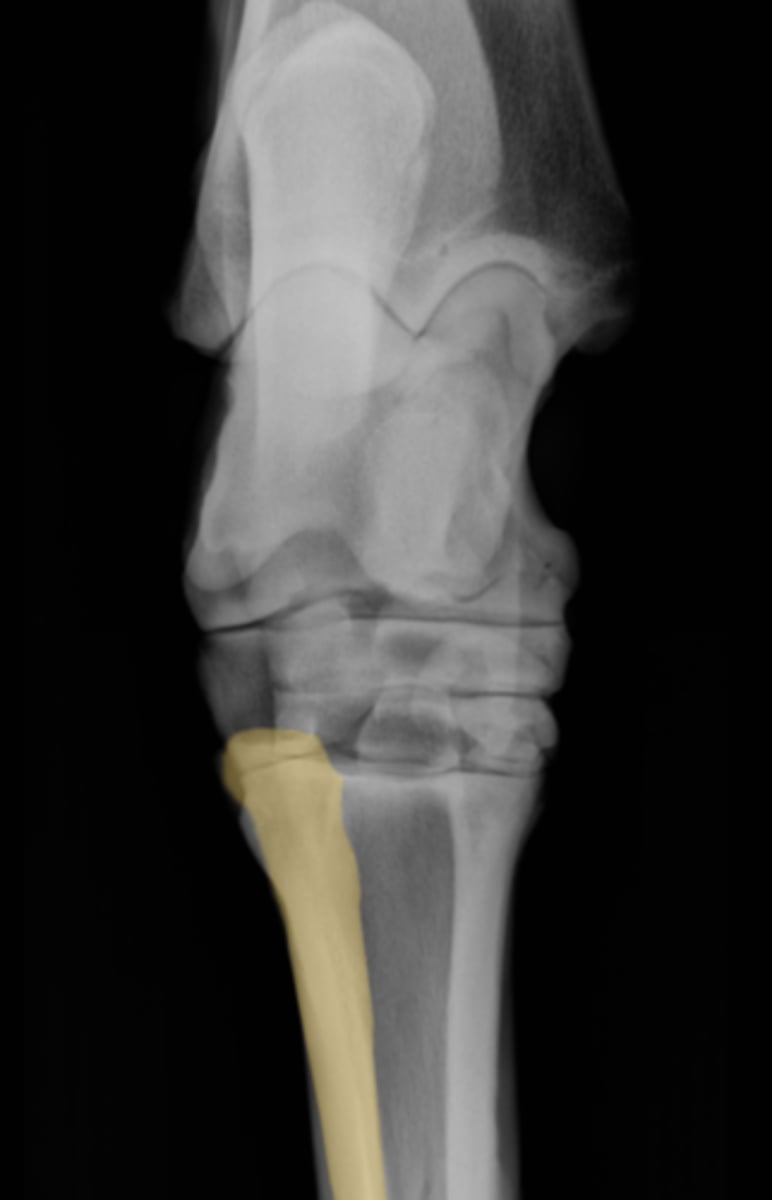 <p>What bone is highlighted?</p>