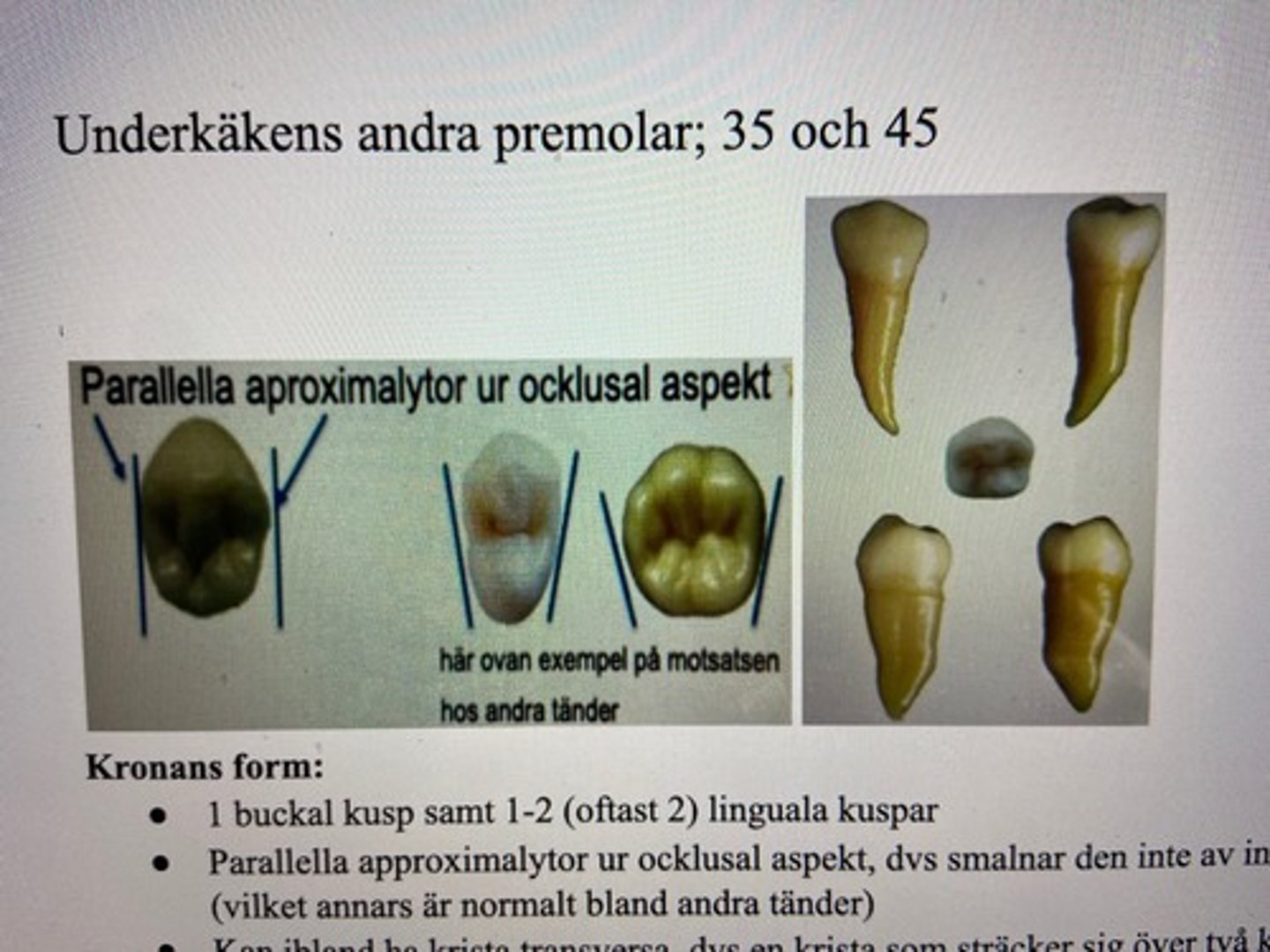 <p><span style="text-decoration:underline">Kronans form:</span></p><p>- 1 buckal kusp samt 1-2 (oftast 2) linguala kuspar (den mesiolinguala oftast större)</p><p>- parallella approximalytor </p><p>- kan ha krista transversa (mellan buckalkuspen och mesolinguala kuspen)</p><p>- tydlig kronflykt </p><p>- ofta tydligt böjningstecken </p><p></p><p><span style="text-decoration:underline">Storlek: </span></p><p>- Oftast större än den första premolaren i underkäken </p>