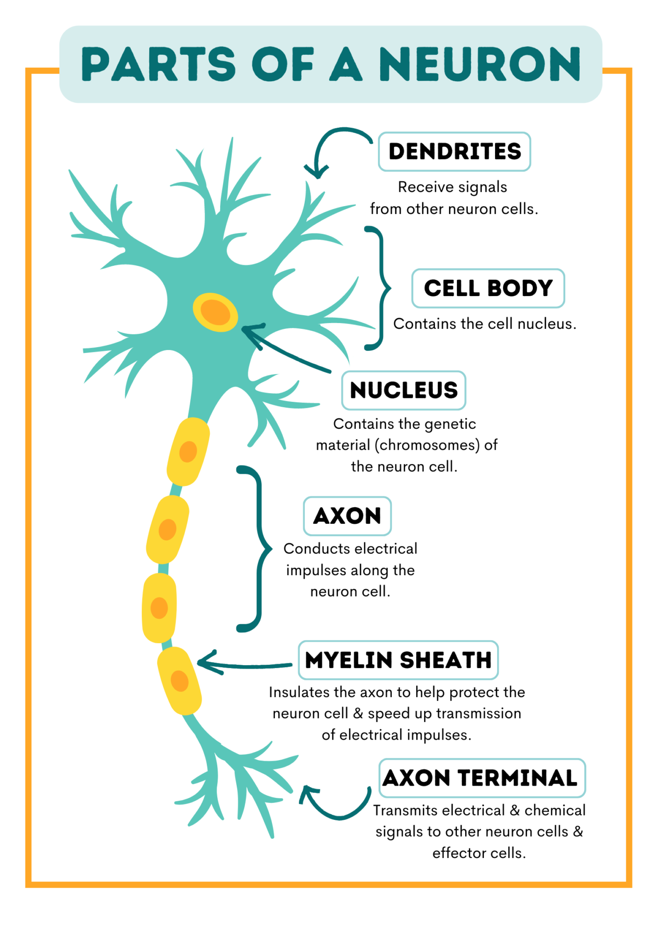 <p><strong>Dendrites</strong> are multiple shorter fibers that receive signals from other neurons or receptors. </p><p><strong>Axons</strong> are long single fibers that carries the nerve signal to the axon terminals. </p><p>The <strong>cell body (soma)</strong> is made of the cytoplasm and nucleus and decides if a signal should be sent down the axon.</p><p>The <strong>axon terminal</strong> is where the signal is passed to the next neuron or muscle. </p>