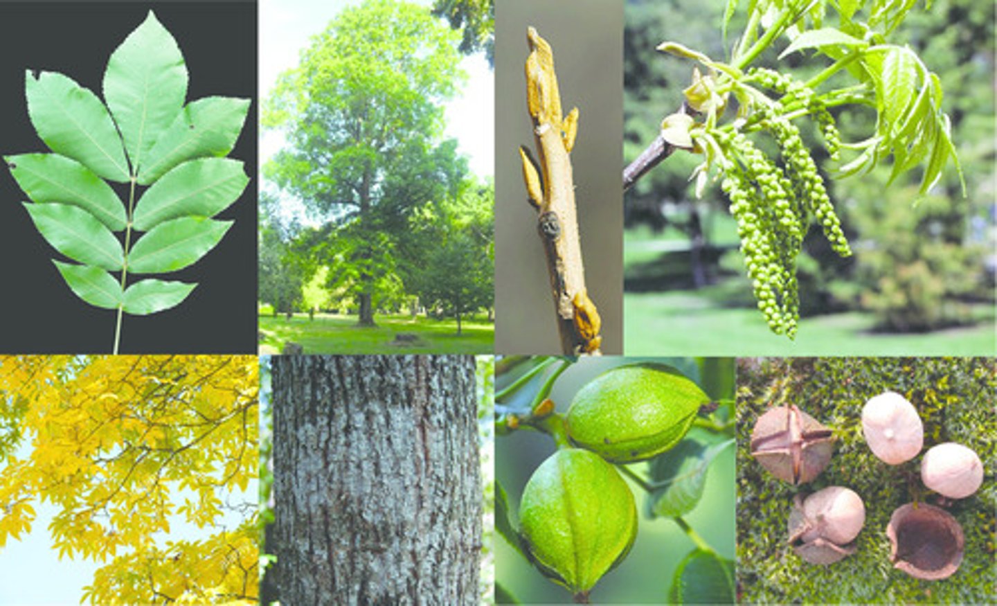 <p>bitternut, bitternut hickory</p>