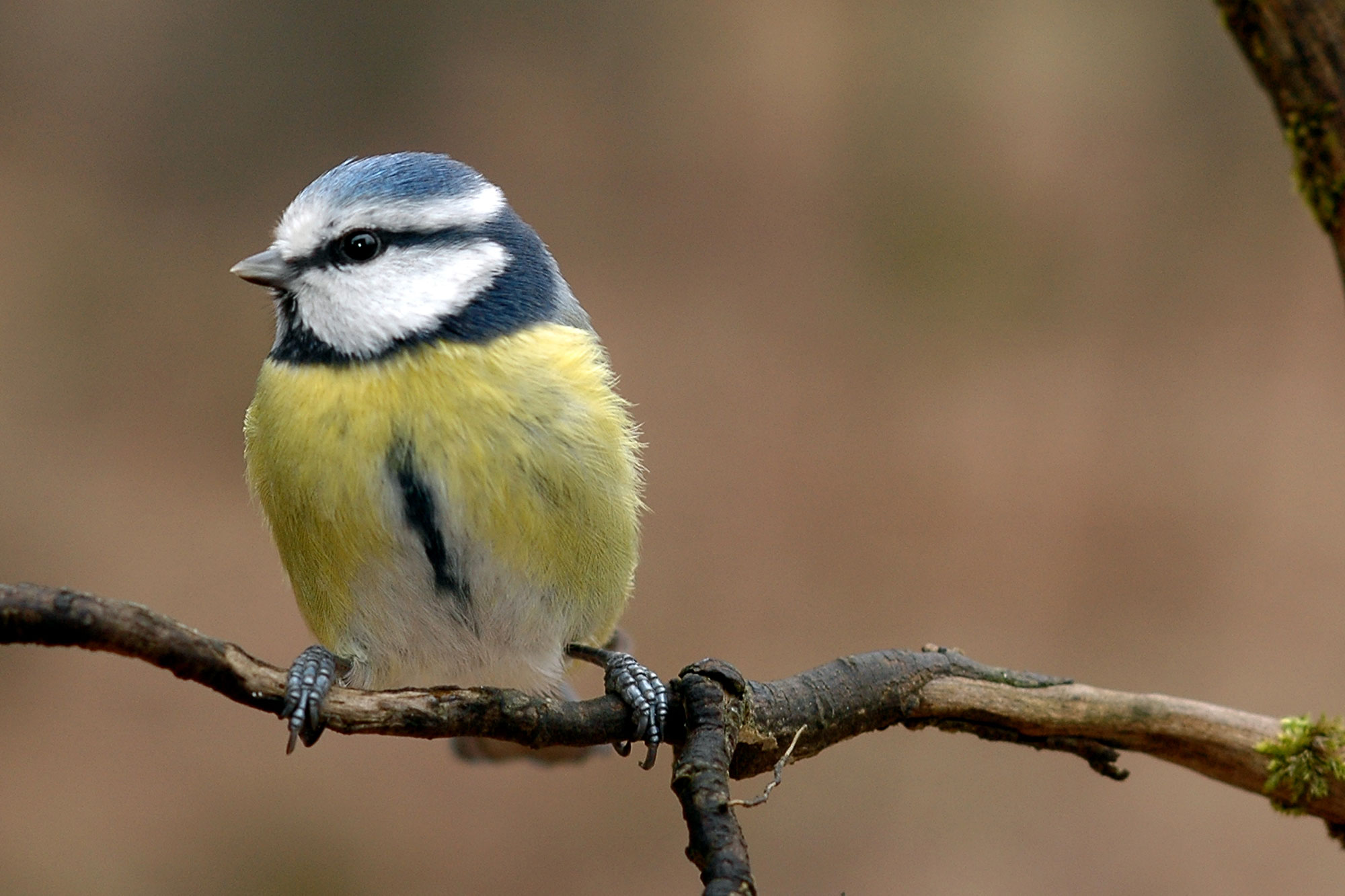 <p>der Vogel, ö</p>