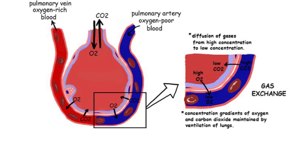 <ul><li><p>acquire oxygen </p></li><li><p>Removes carbon dioxide</p></li><li><p>Cellular metabolism</p></li><li><p>Intercostal muscles, diaphragm, sternocleidomastoid which aids in chest expansion and recoil </p></li></ul><p></p>