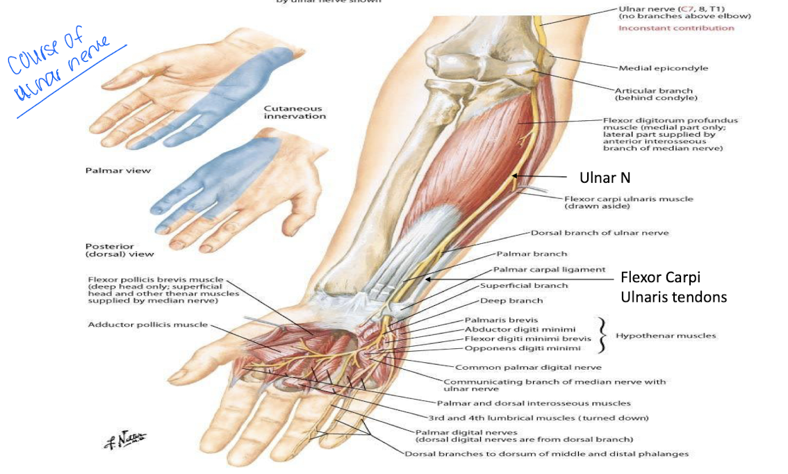 <p>Ulnar nerve</p>