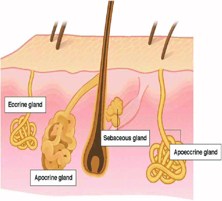 <p>secretes into hair follicles, surrounds the epithelial cells of the hair follicle, strongly influenced by hormones, include ceruminous glands and mammary glands.</p>