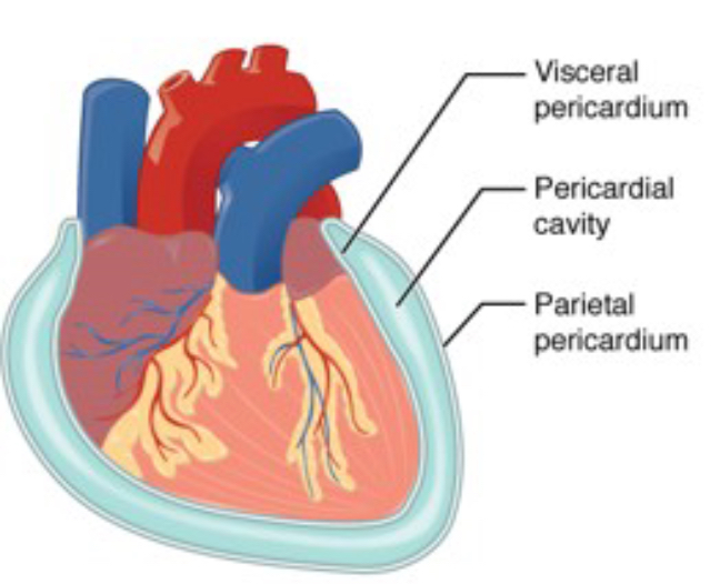 <p>surrounds heart:<br>parietal pericardium is outer<br>pericardial cavity is fluid filled <br>visceral pericardium adheres to heart surface</p>