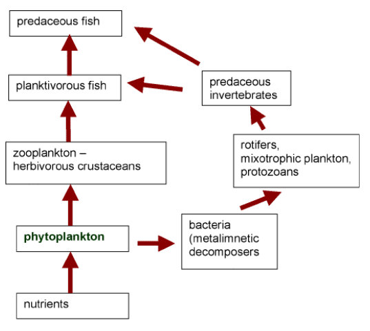 <p>A chain reaction in the food web when a change in one trophic level affects others.</p>