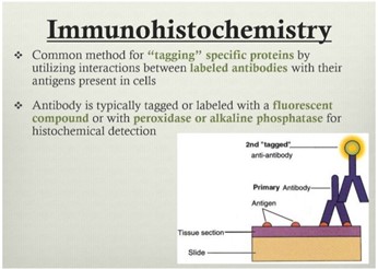 It involves the process of selectively identifying antigens (proteins) in cells of a tissue section by exploiting the principle of (fluorescent) antibodies binding specifically to antigens in biological tissues.\[1\] IHC takes its name from the roots "immuno", in reference to antibodies used in the procedure, and "histo", meaning tissue 