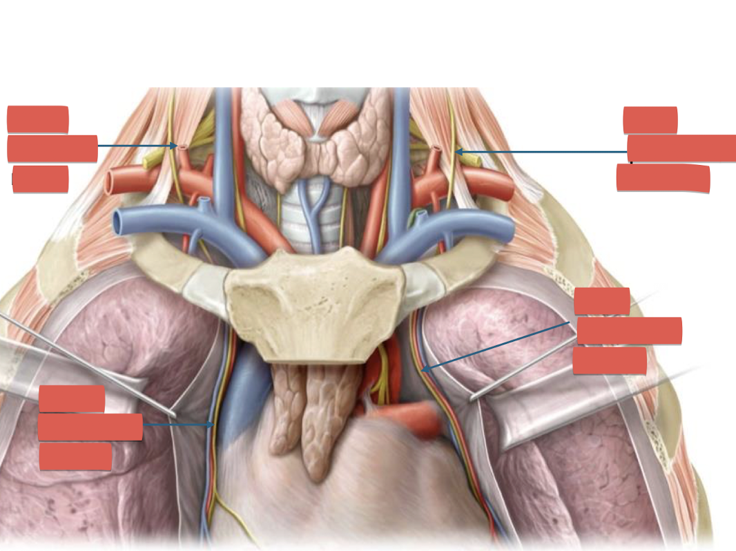 <p>Fill in the blank </p>