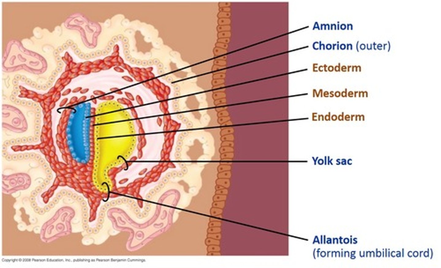<p>"CAAY"</p><p>1. chorionic membrane</p><p>2. amniotic membrane</p><p>3. allantois</p><p>4. yolk-sac</p>