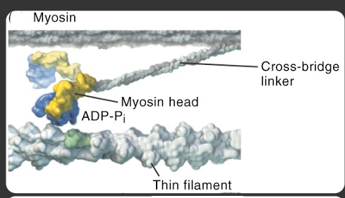 <p>myosin head is in the high energy state because it is bound to ADP and Pi group</p>