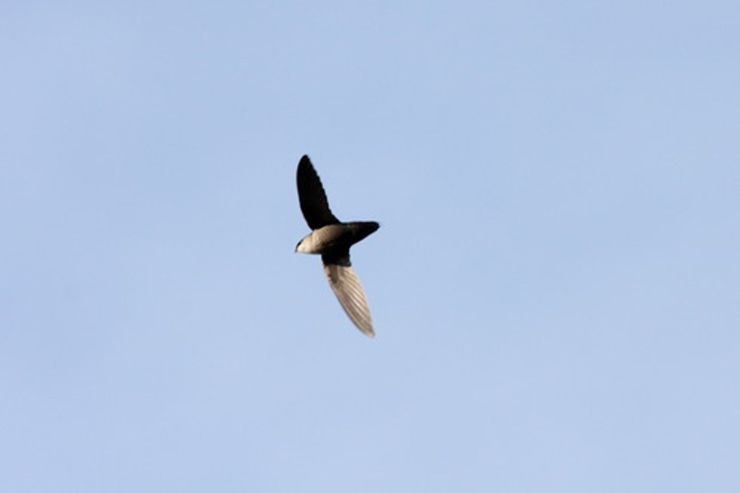 <p>Apodiformes</p>