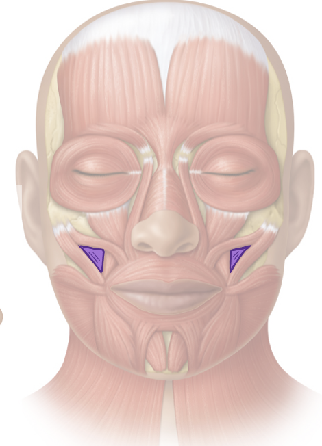 <p>Action and innervation of facial expression muscle: Buccinator</p>