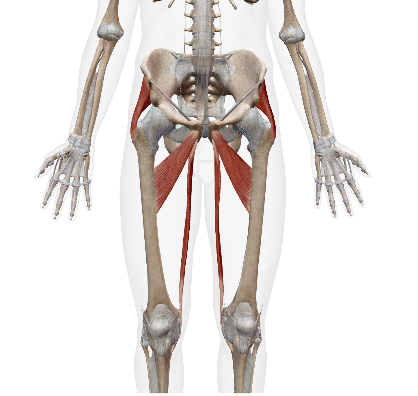 <ul><li><p>adductor brevis</p></li><li><p>gracilis</p></li><li><p>gluteus minimus (anterior fibers)</p></li></ul><p></p>