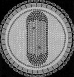 <p>equine infectious anemia virus (lentivirus)</p>