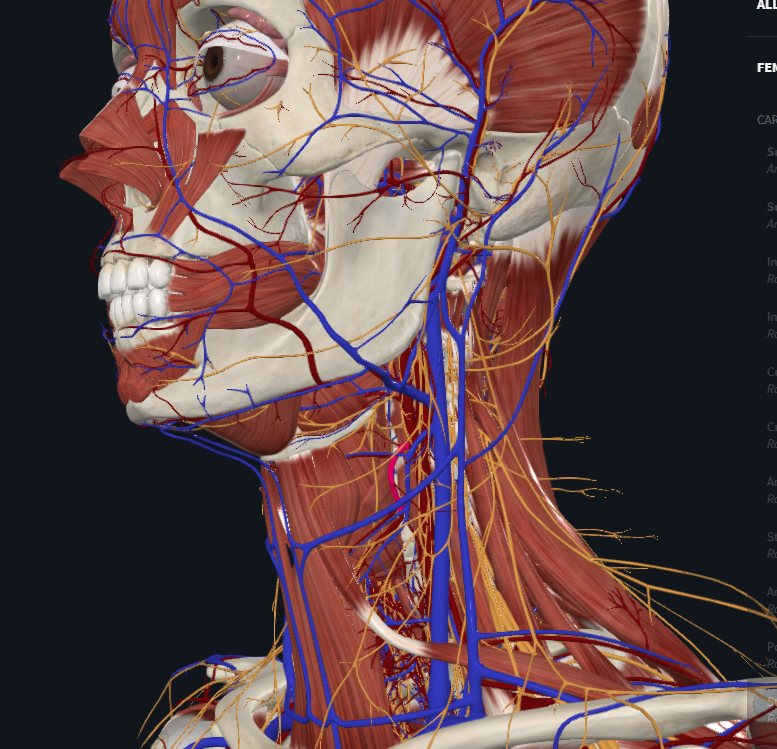 <p>What is highlighted in pink</p>