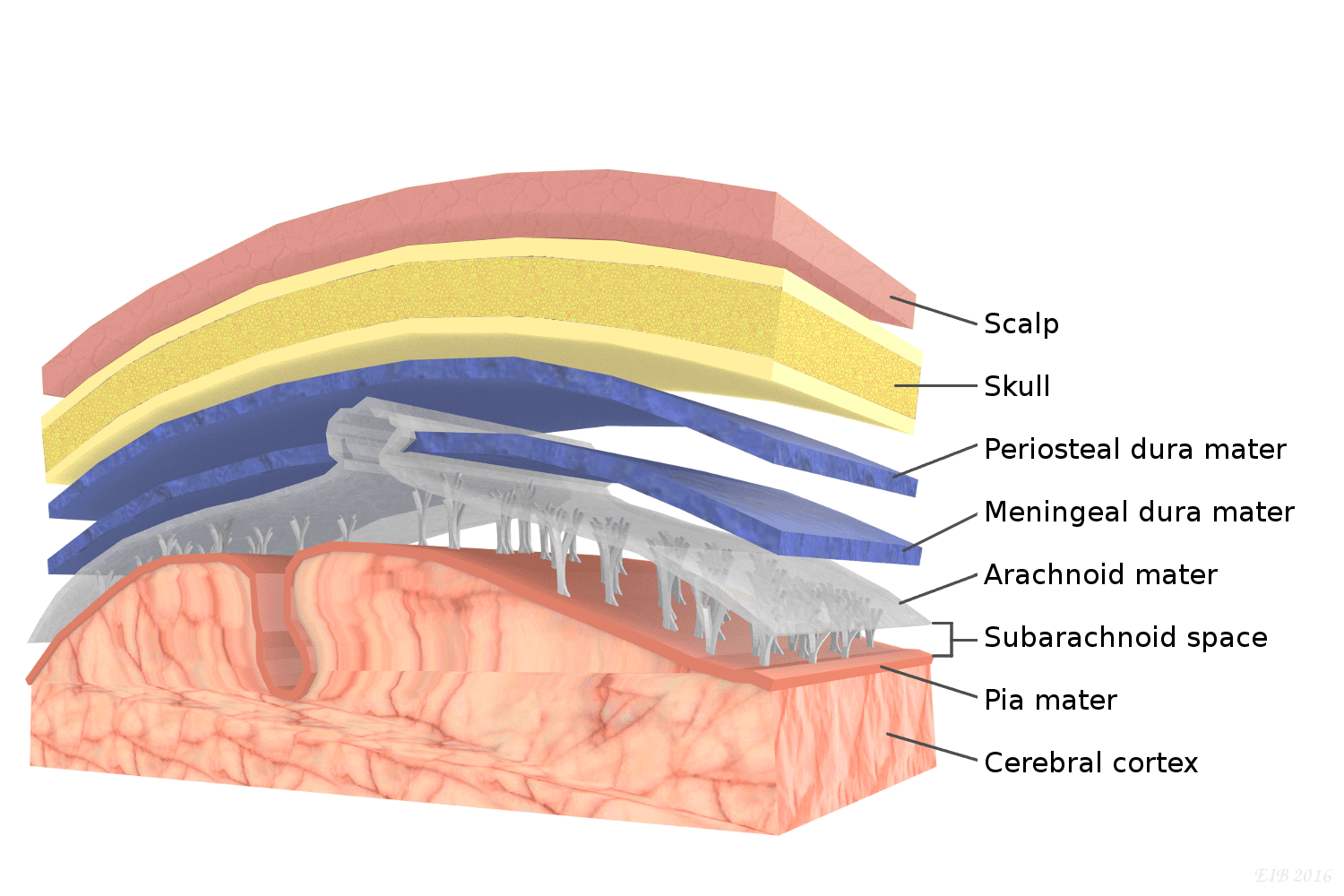 <ul><li><p><span style="font-family: &quot;Times New Roman&quot;, serif">dura mater - tough outer layer</span></p></li><li><p><span style="font-family: &quot;Times New Roman&quot;, serif">arachnoid mater - middle, CSF circulation</span></p></li><li><p><span style="font-family: &quot;Times New Roman&quot;, serif">pia mater - delicate inner layer</span></p></li></ul><p></p>