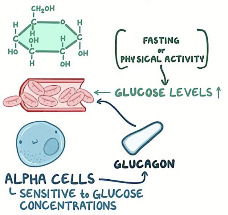 <p><strong><u>Trigger: decreased glucose levels in the bloodstream</u></strong>.</p><ul><li><p>Want to increase blood glucose levels during fasting or after intense activity.</p></li><li><p>Also may be due to intense stress.</p></li></ul><p><strong><u>GOAL: increase blood glucose levels</u></strong>.</p>