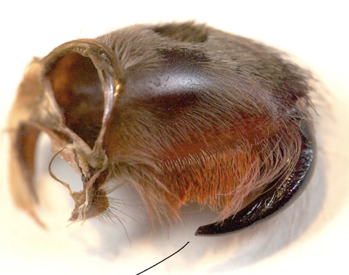 <p>fangs, can even be seen on exuviae</p><p>hollow to pierce and inject poison to digest and suck up whatever</p>
