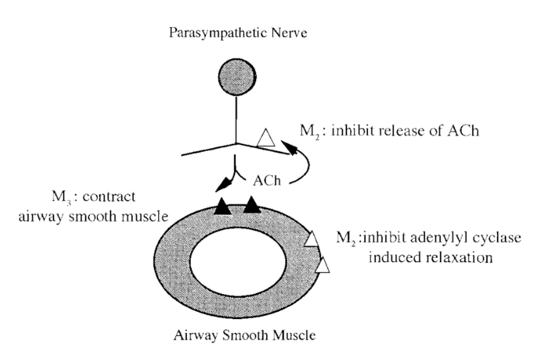 <p>Lungorna uttrycker kolinerga och adrenerga receptorer (muskarina och <strong>𝛽<sub>2</sub></strong>). I lungorna fungerar M<sub>2</sub>-receptorer som auto-inhibitoriska → de begränsar frisättning av acetylkolin från postganglionära neuron som leder till bronkokonstriktion. Hos astmaiker är dessa dysfunktionella vilket leder till <strong>vagal hyperreaktivitet</strong> via M<sub>3</sub>-receptorer. Det är eosinofiler som verkar som antagonister mot M<sub>2</sub>-receptorer.</p>