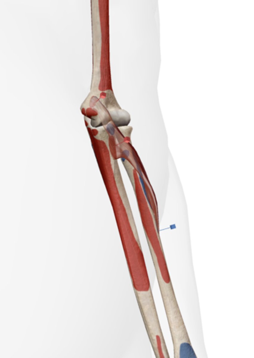 <p>Medial epicondyle of the humerus (humeral head), coronoid process of the ulna (ulnar head).</p>