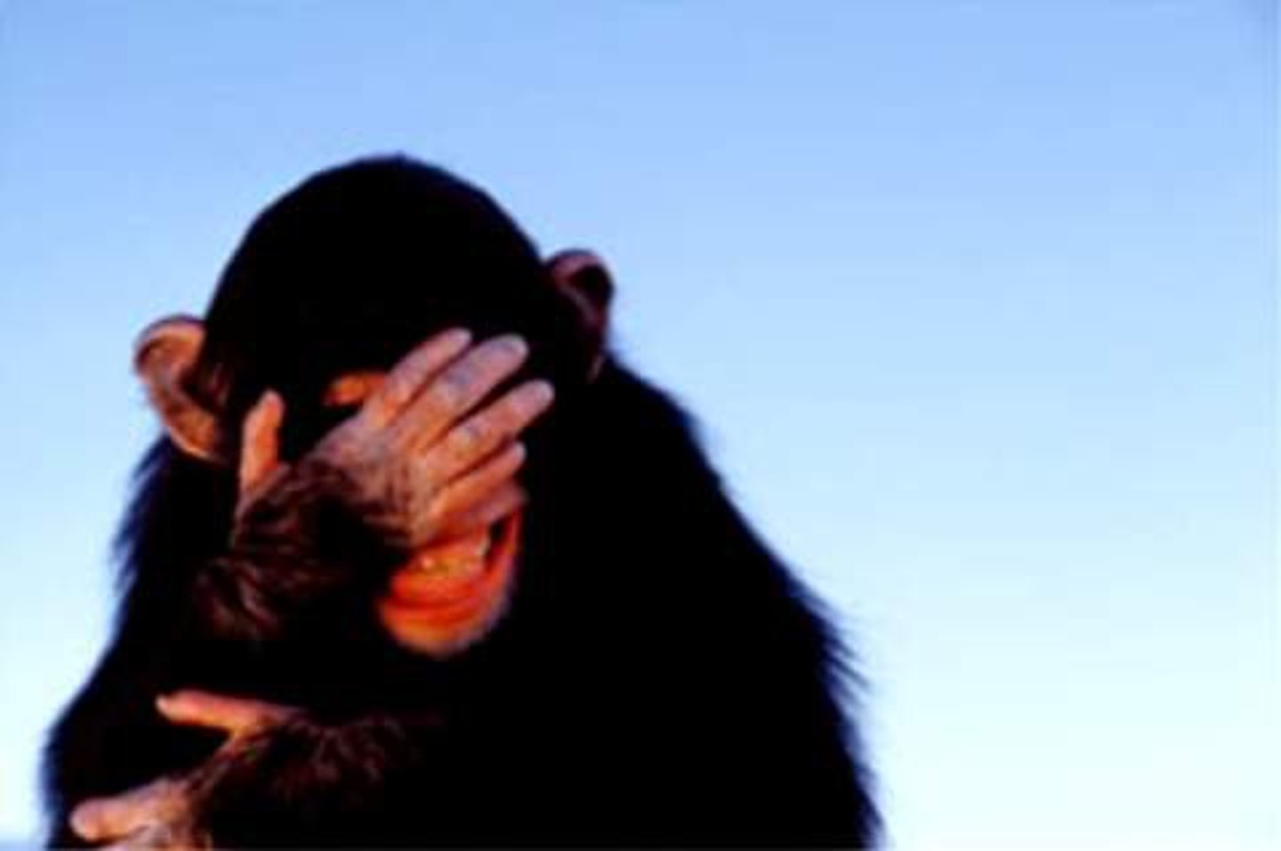 <p>embarrassed</p>