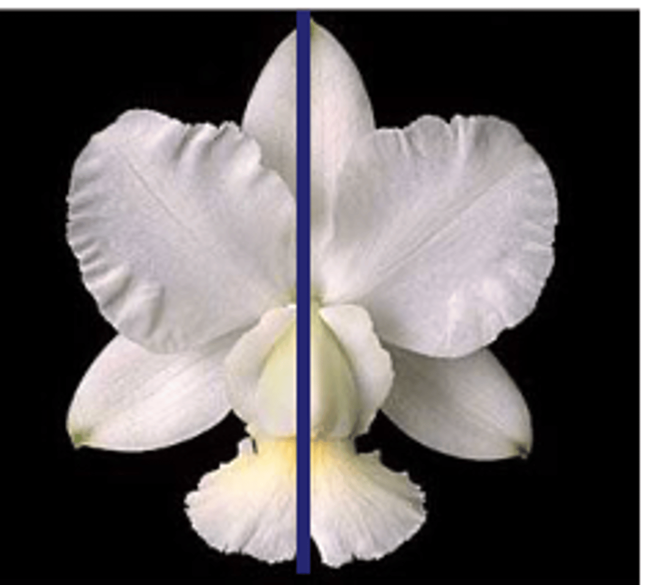 <p>only one plane divides the flower into mirror images</p><p>- right side is the same is the left side</p>