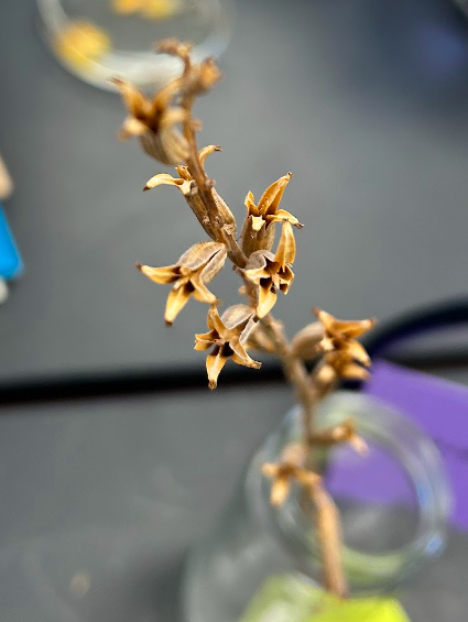 <p>Onagraceae</p><p><em>Oenothera</em></p>