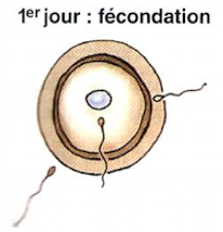 <p>→ fécondation</p>