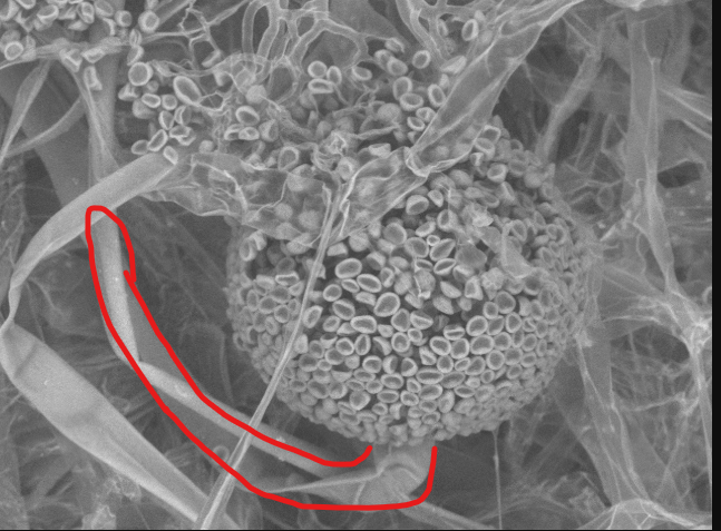 <p>which fungus is this</p>