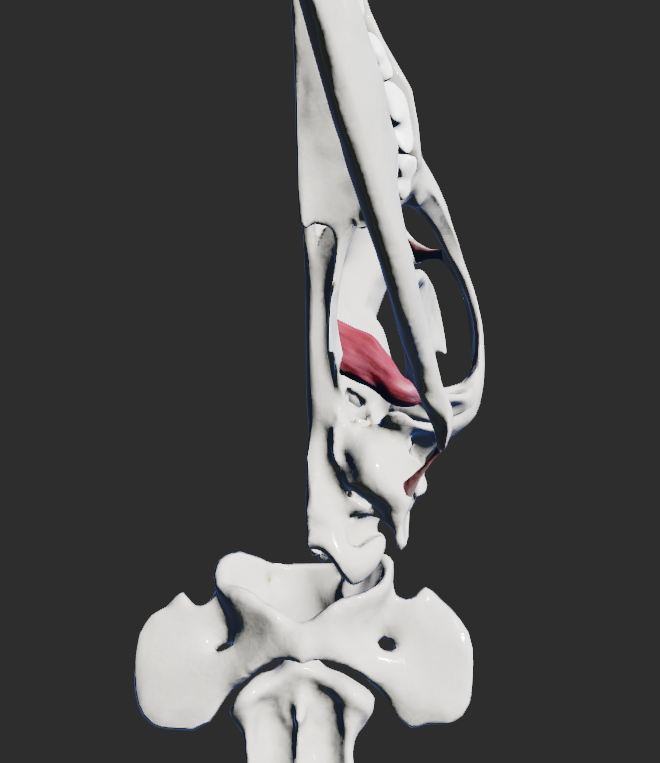 <p>odstup: laterální část processus pterygoideus ossis basisphenoidalis</p><p>úpon: fovea pterygoidea na processus condylaris mandibulae</p><p>funkce:</p><p>pohyb v articulatio temporomandibularis</p><p></p>