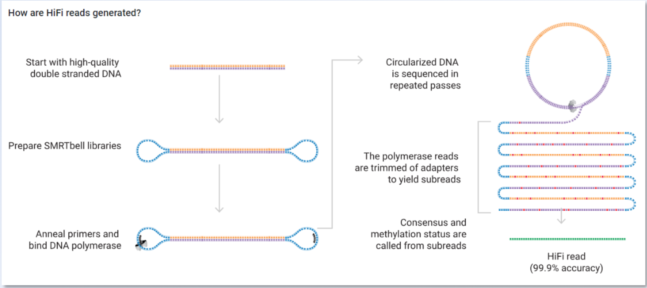 <p>HiFi Pac Bio </p>