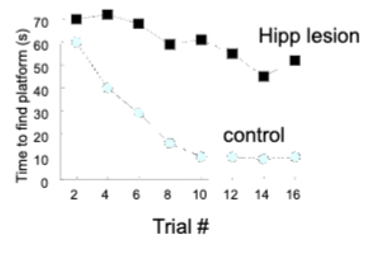 <p>tested with Radial Arm Maze (rat locates food around maze using spatial cues) - rats remember where they have been if they do not re-enter arms</p><ul><li><p>lesions cause rats to make more errors</p></li></ul><p>and Morris Water Maze (rat swims around pool until it finds hidden escape platform) - rats use spatial cues to navigate the pool</p><ul><li><p>lesions cause rats to never find hidden platform efficiently</p></li></ul><p></p>