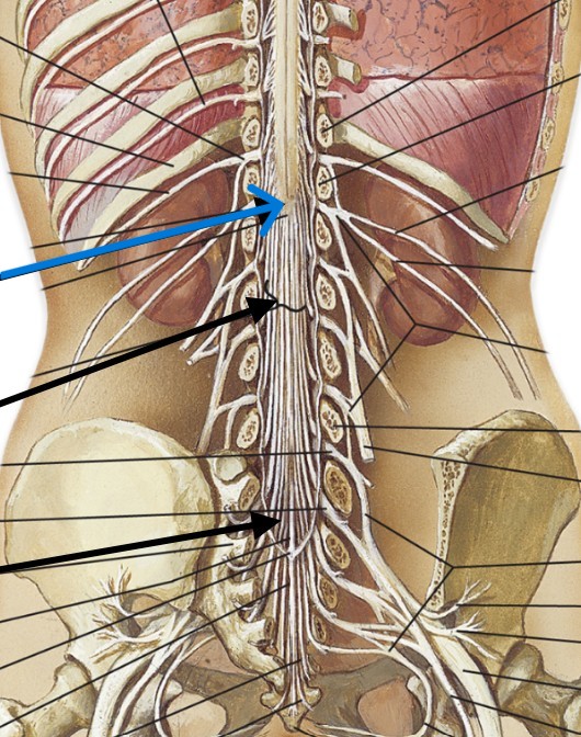 <p>Which part of the spinal cord is:</p><ul><li><p>Thin and conical below the lumbar enlargement</p></li></ul><p></p>