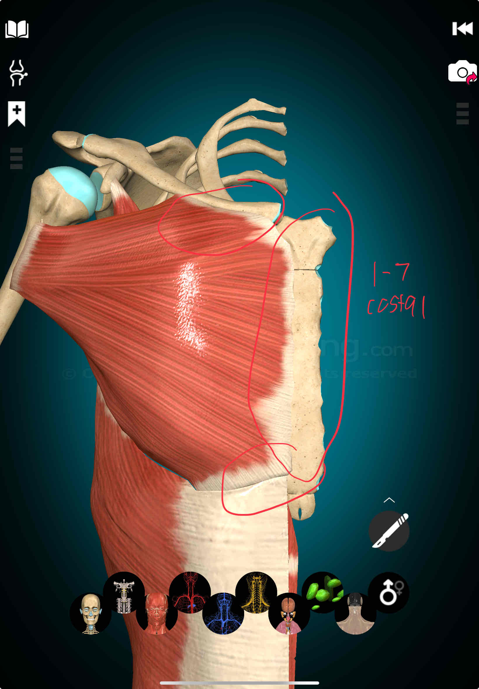 <p>Pectoralis Major Origin</p>