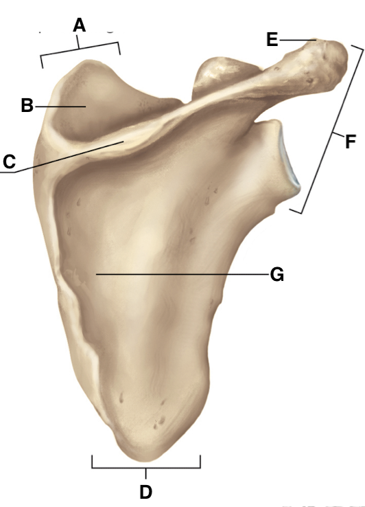 <p>Name point A.</p>